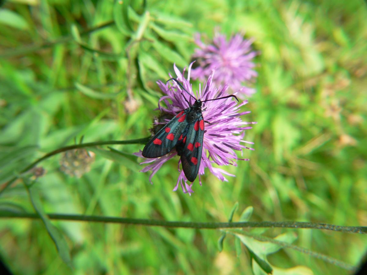 Zygaena loricerae ?